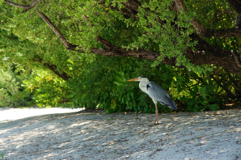 Про Мальдивы с двумя маленькими детьми