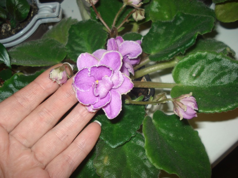 Как и обещала))