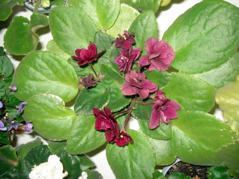 Как и обещала))