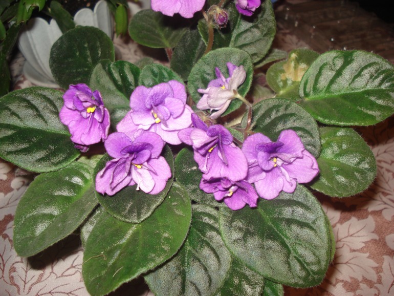 Как и обещала))