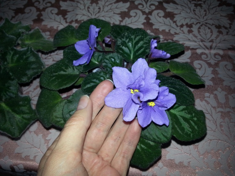 Как и обещала))