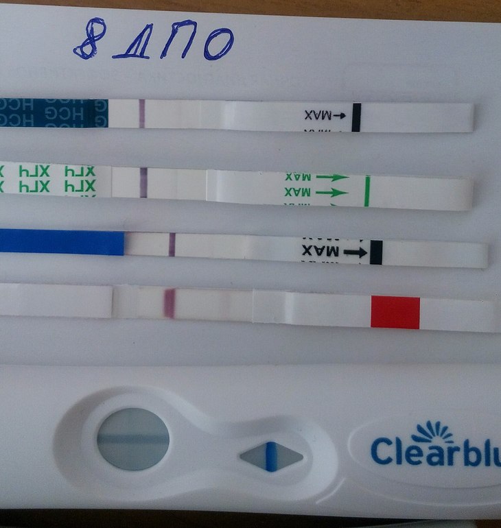 Беременность 8 дней после зачатия. 7 День после зачатия. 8 День после овуляции. 8 ДПО тест.