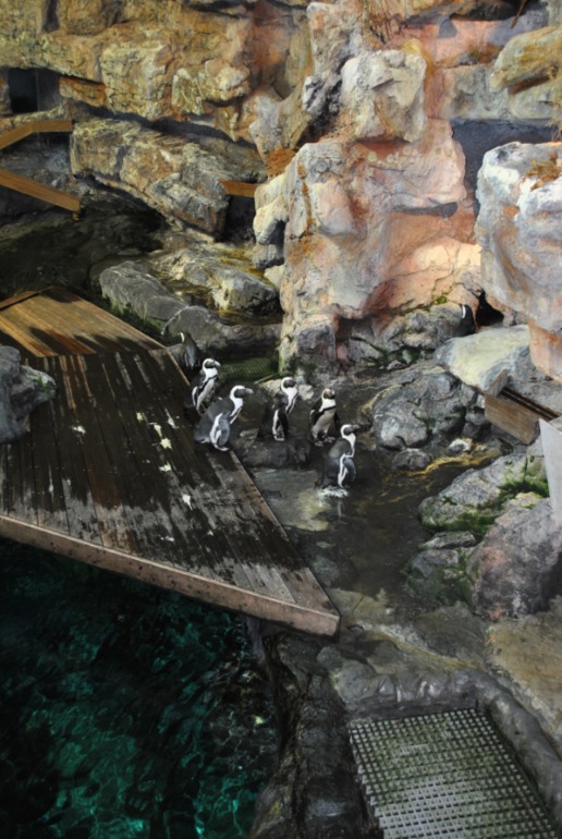 Аквариум в Монпелье!