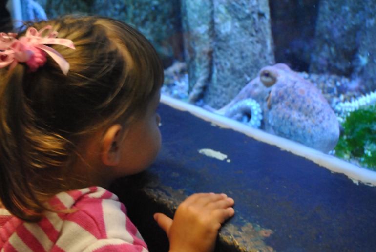 Лангедок - Руссильон. Кап д`Агд. часть 3