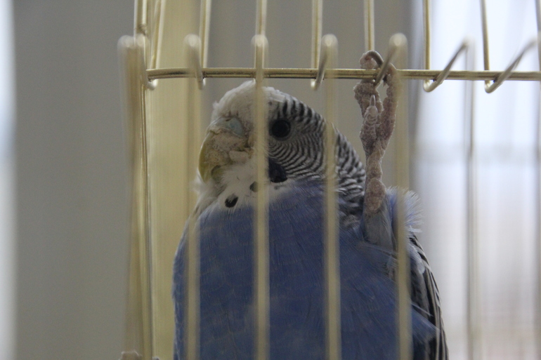 Забрала птиц!!!