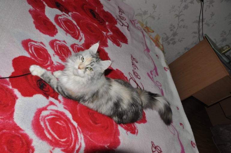 наш черепаховый мейн-кун