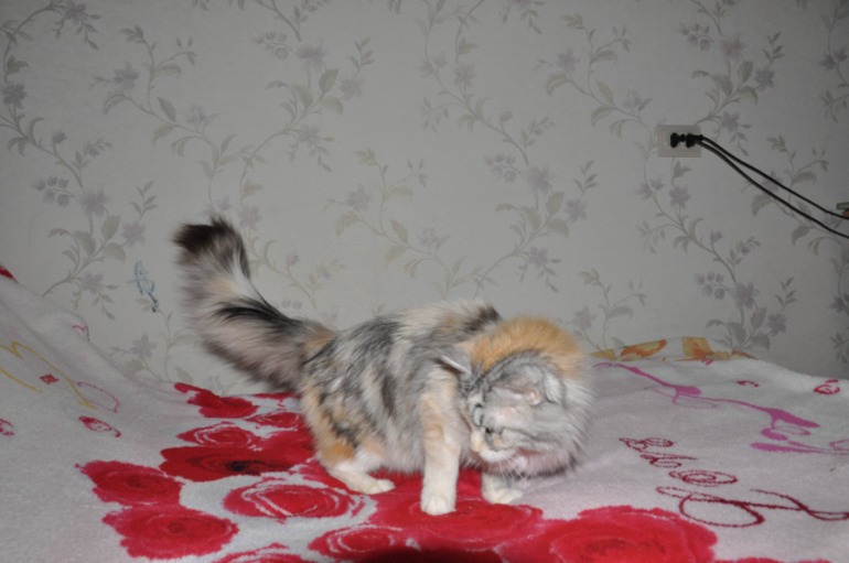 наш черепаховый мейн-кун