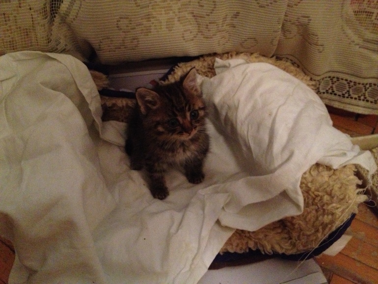 Котенок в добрые руки :)