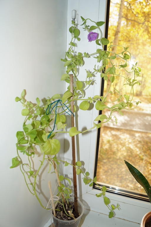 помогите начинающему цветоводу)))