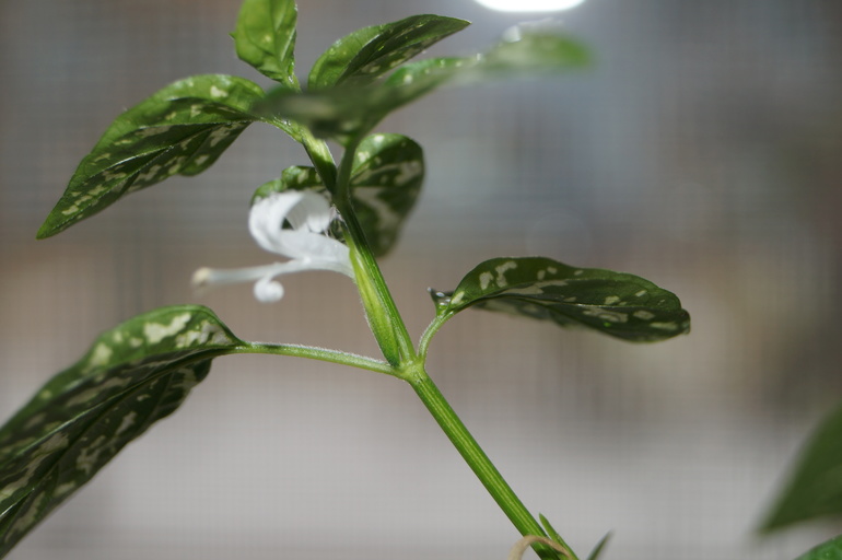 Зацвел мой гипоэстес )))