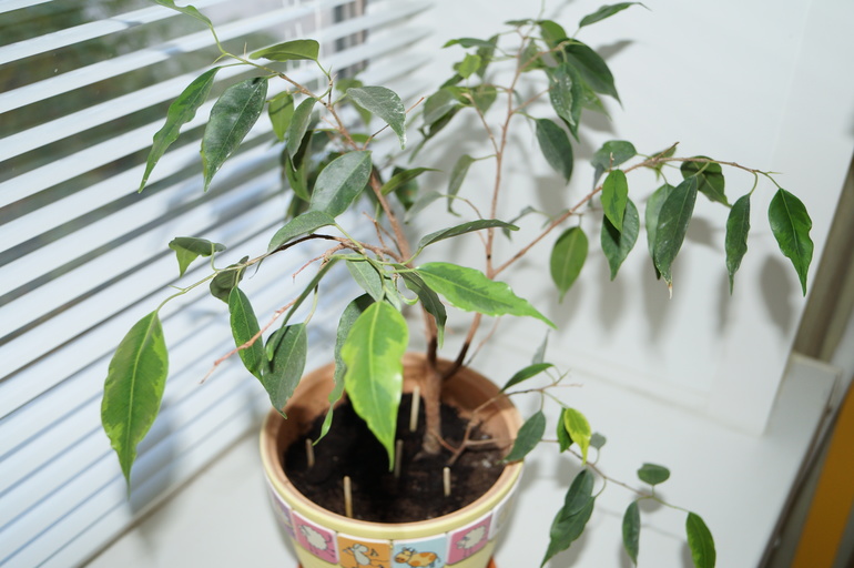 помогите начинающему цветоводу)))