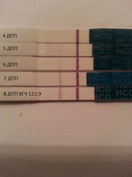 Тест на 11 дпп пятидневок фото