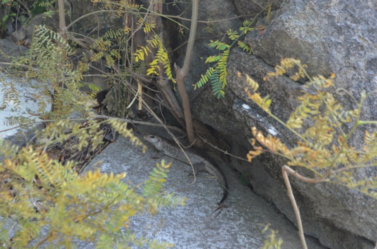 о. Маврикий, отель Constance Belle Mare Plage 5*