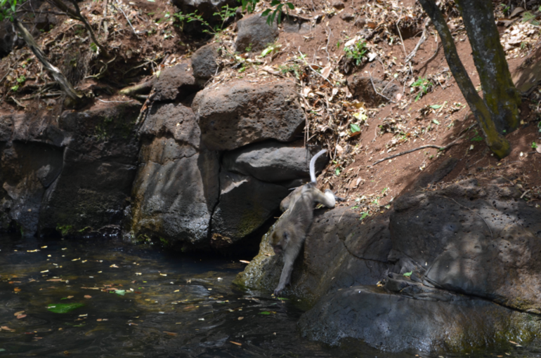 о. Маврикий, отель Constance Belle Mare Plage 5*