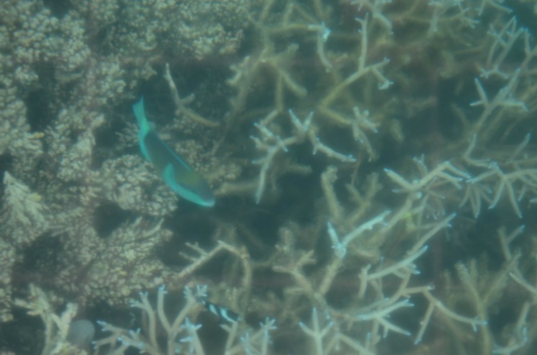 о. Маврикий, отель Constance Belle Mare Plage 5*