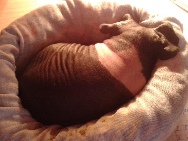 Наша Люля ))