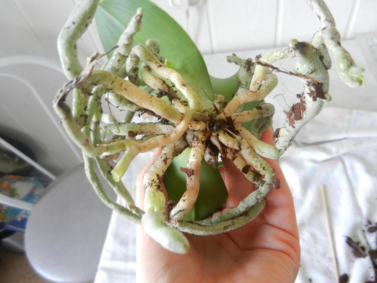 Орхидея после цветения ???ПРАВИЛЬНО  ЛИ ???