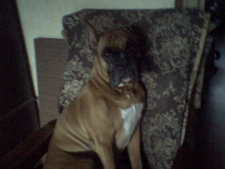 в память о моей любимой первой собаке