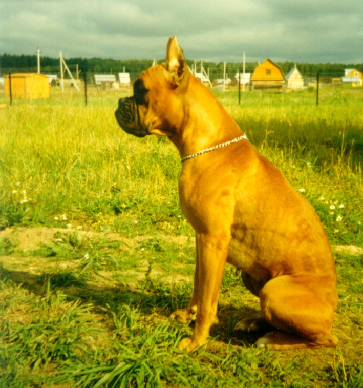 в память о моей любимой первой собаке