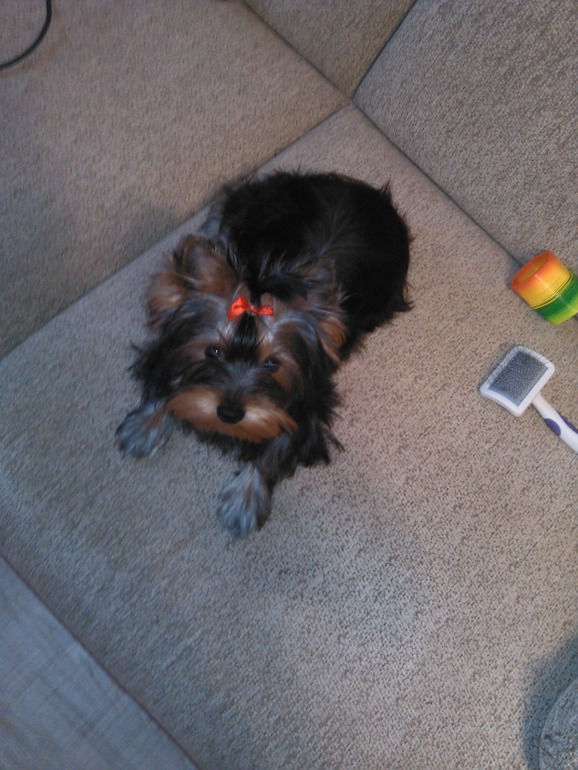 Немного фото моей Микки