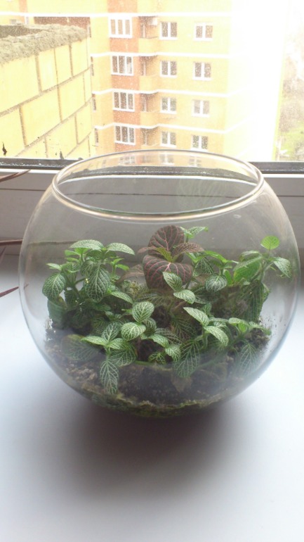 Ну и я похвастаюсь))