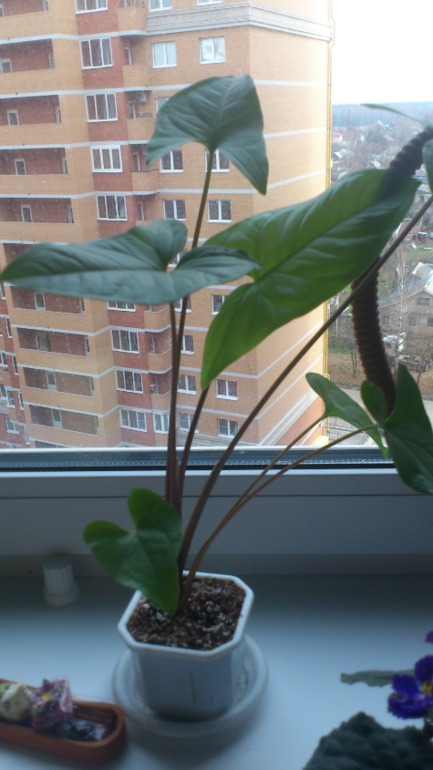 Ну и я похвастаюсь))