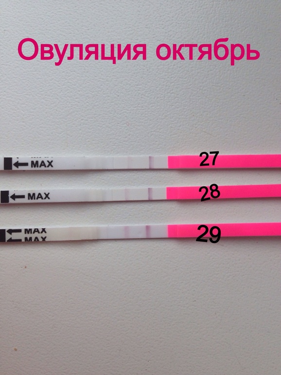 Моя октябрьская самая счастливая овуляция ..