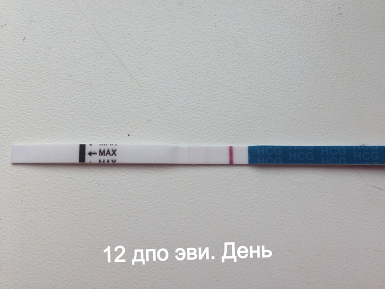 День два теста фрау и эви 12 дпо