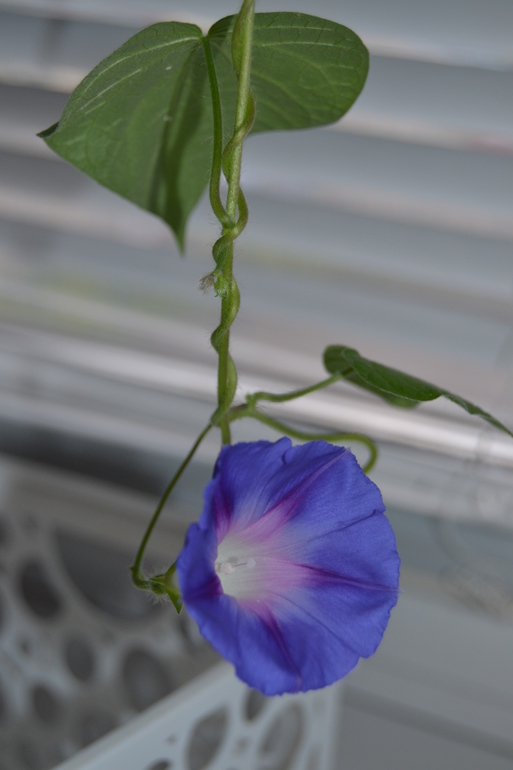 Посадила дочка цветочек