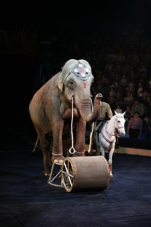 Цирк огромных зверей в Сокольниках. Отзыв)))