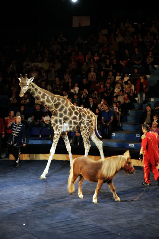 Цирк огромных зверей в Сокольниках. Отзыв)))