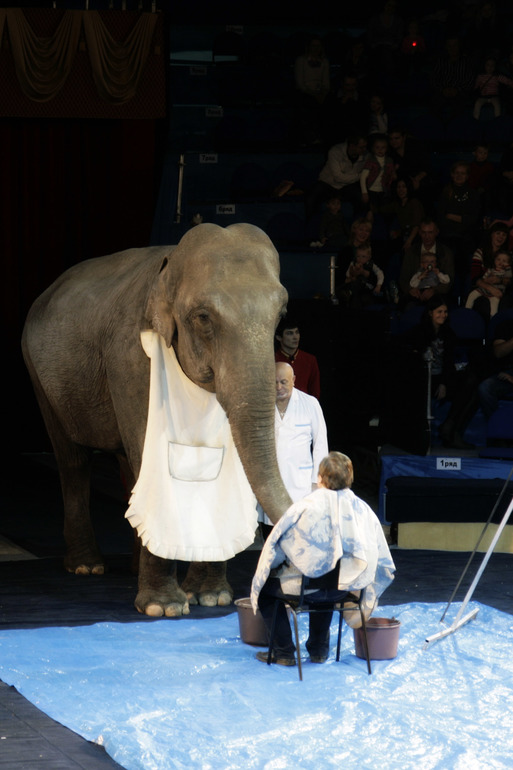 Цирк огромных зверей в Сокольниках. Отзыв)))