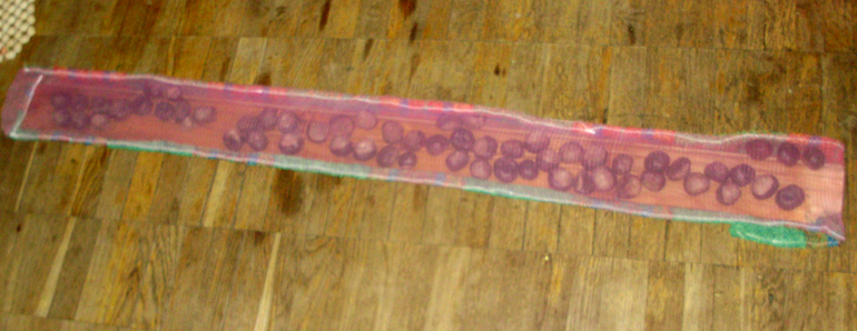 Лесной день