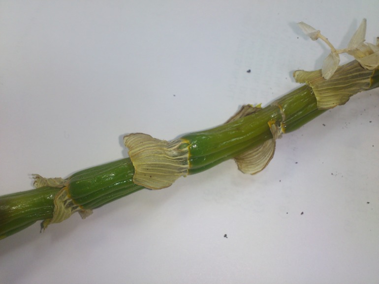 Пациент скорее жив или...(дендробиум)