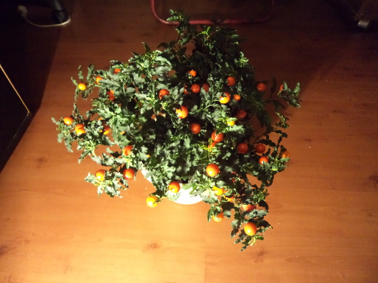 Мои жильцы!!!