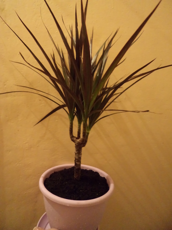 Мои новички!!!