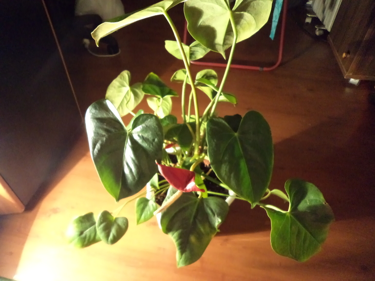 Мои жильцы!!!