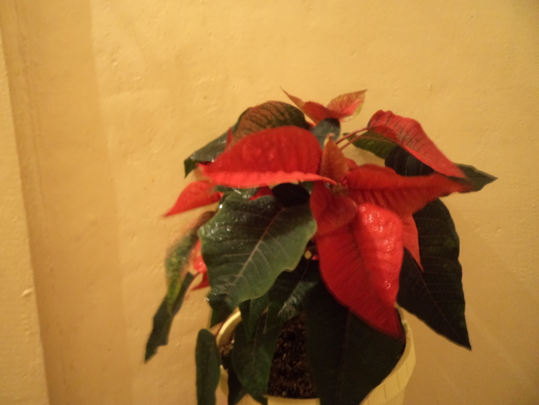 Мои новички!!!