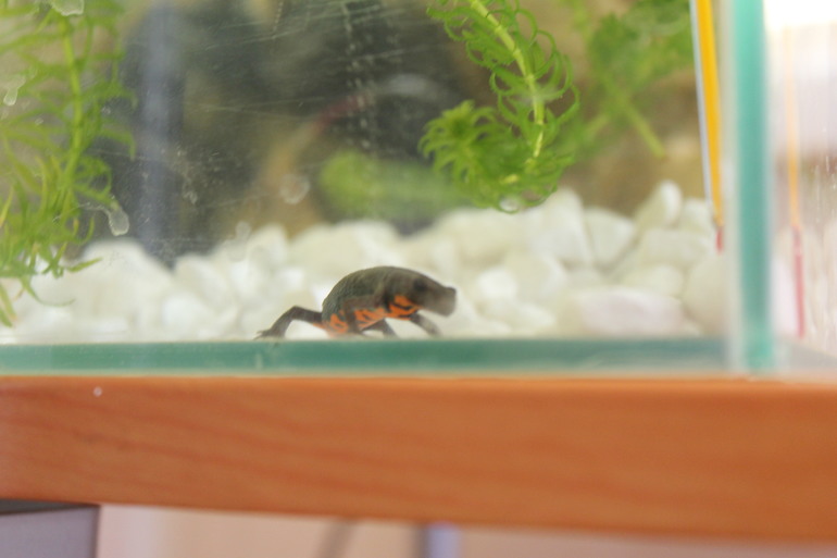 У нас пополнение...)))