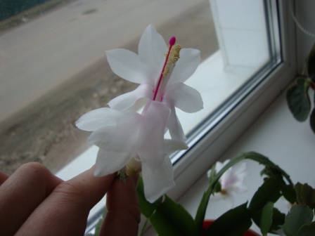 Цветет рождественник