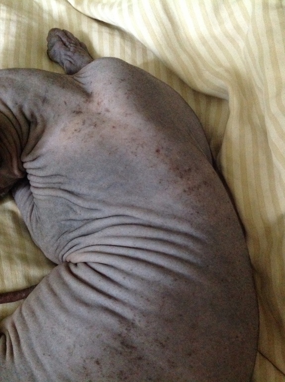 Пятна на сфинксе