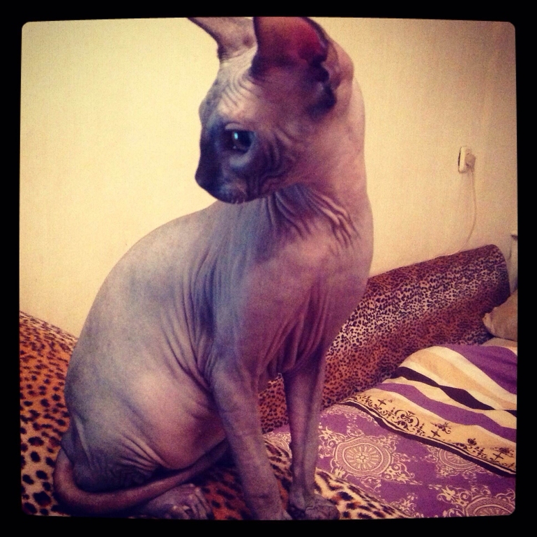 вес скотинки