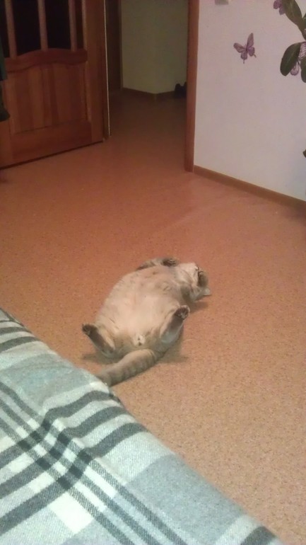 Моя любимая живность..)))