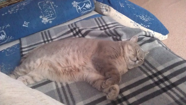 Моя любимая живность..)))