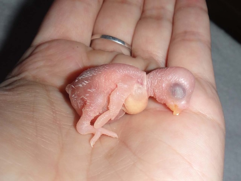 Наш ребенок :)