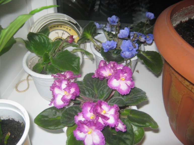 Девочки- фиалководы с опытом подскажите?