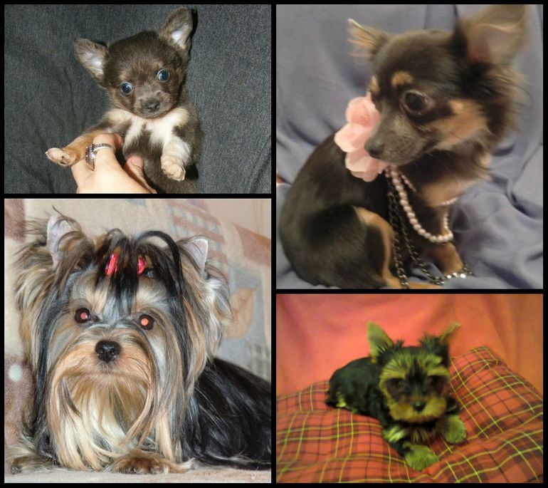 Собачьи метаморфозы)))