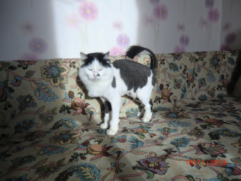 Новый имидж Кошака)