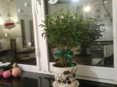 Моя кухня от компании ДИЗАЙН-КУХНИ, отзыв о компании, которую пиарили на ББ