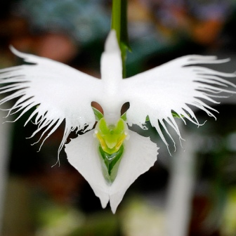 как бы я хотела каждую из таких...